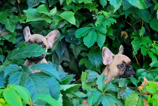 Bulldog frances Fawn , excelentes perritos