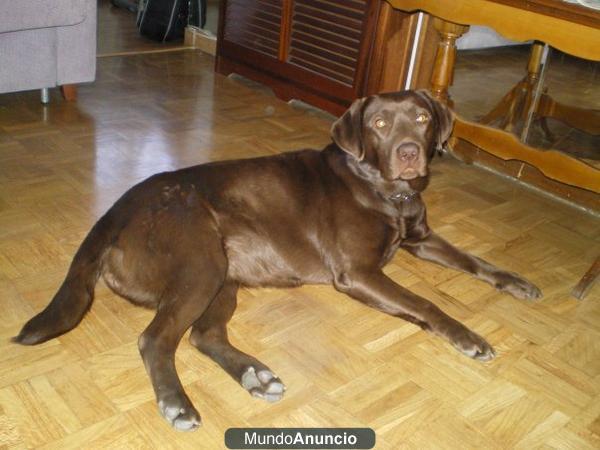 Busco Labrador Chocolate Macho para cruzar