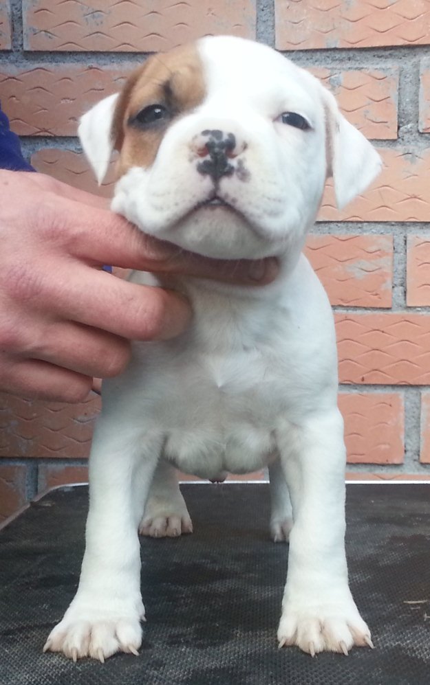 Cachorros American Stafford disponibles