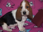 Cachorros Basset Hound 75e - mejor precio | unprecio.es