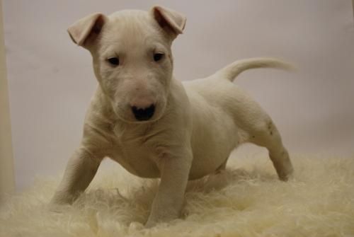 CACHORROS DE CARLINO -- CAMADA DE BULLTERRIER