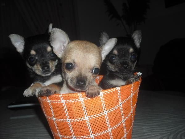 chihuahua de bolsillo con pedigri nacional