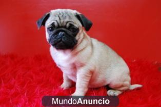 EXCELENTE CAMADA DE CARLINO PUG AUTENTICOS EJEMPLARES