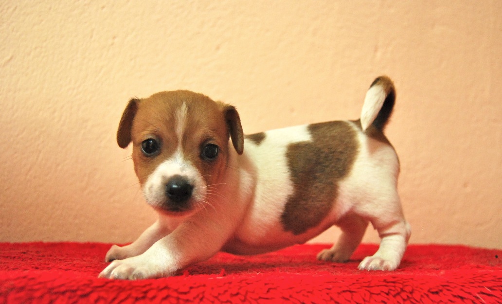 Jack Russell , machos & hembras de calidad, fotos reales