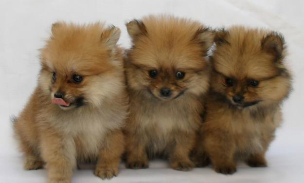 Pomerania a la venta