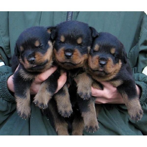 Regalo cachorro de rottweiler