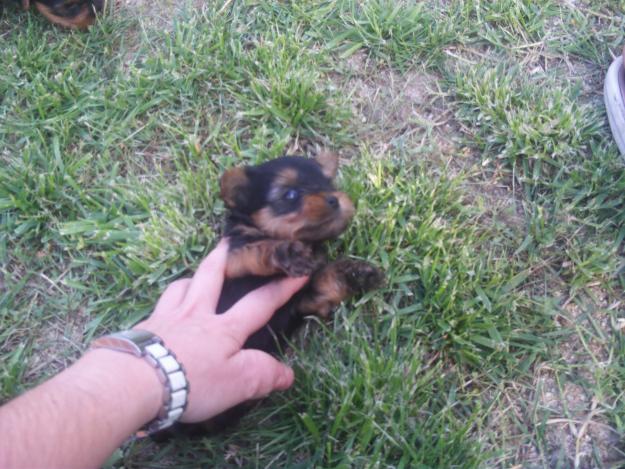 se venden yorkshires nacionales preciosos pedigree