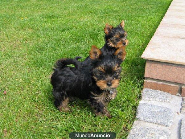 YORKSHIRE CACHORROS  2