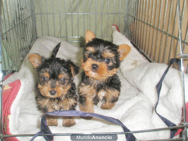 YORKSHIRE TERRIER ENANO A  400 EUROS