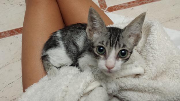 Precioso gatín de 1 mes y medio en adopción