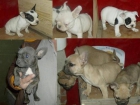 BULLDOG FRANCES, excelentes - mejor precio | unprecio.es