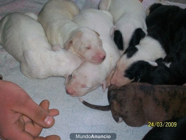 cachorros de galgo