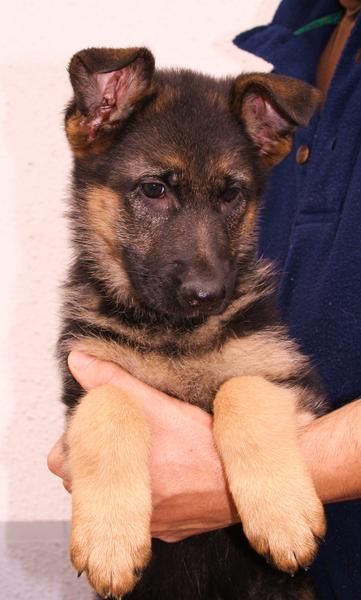 Cachorros de Pastor aleman con pedigree de la RSCE