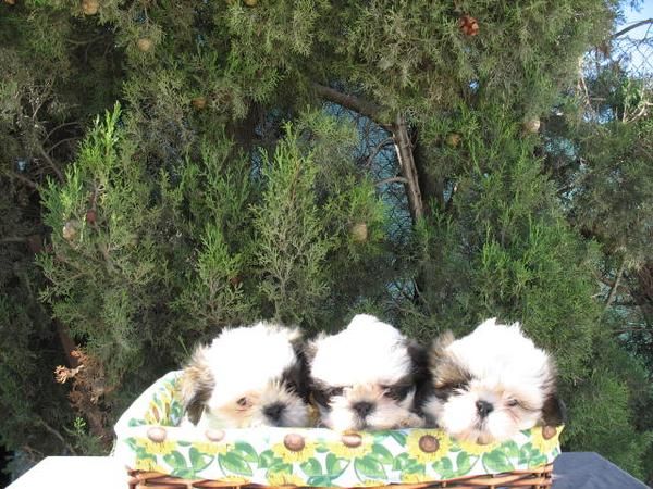 Cachorros Shih Tzu 290 euros