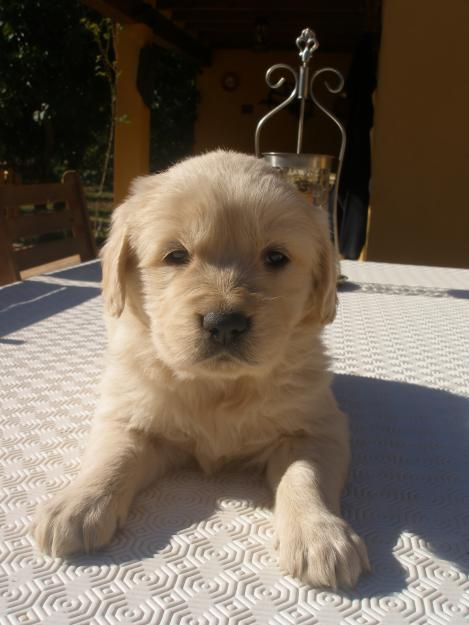 Preciosos Cachorros de Golden Retriever