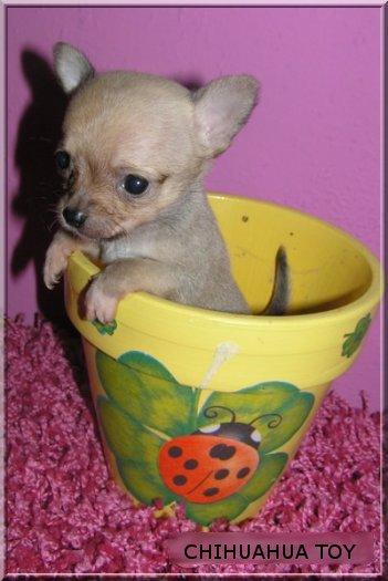 venta de chihuahuas toys