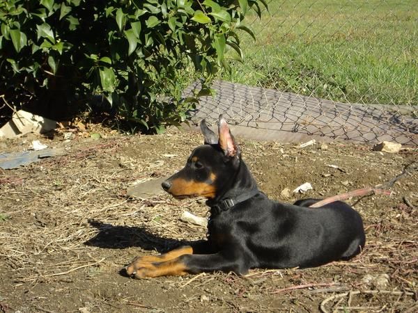 ARCO DE CAPARRA VENDE 2 CACHORRAS DOBERMAN MUY BUEN PEDIGREE OREJAS CORTADAS 350 .