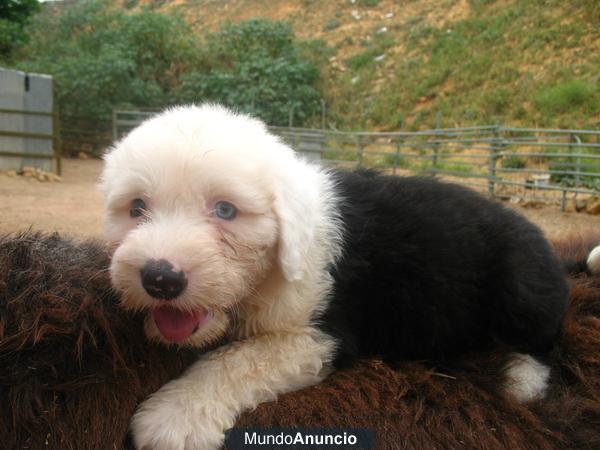 BOBTAIL OJOS CLAROS