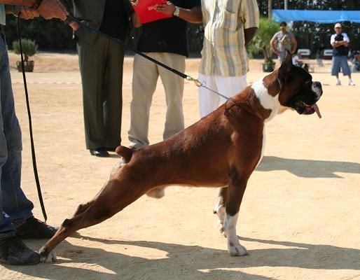 boxer cachorros dorados y atigrados