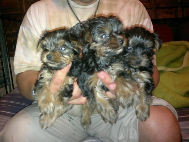 Cachorritos de Yorkshire Terrier