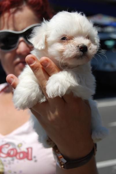 Calidad inmejorable en BICHON MALTES CON PEDIGREE 450EUROS