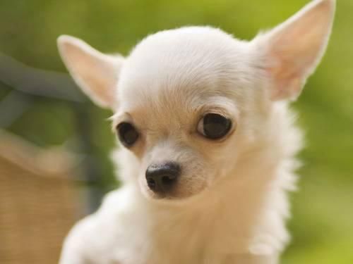 Chihuahua cachorros en busca de un nuevo hogar.