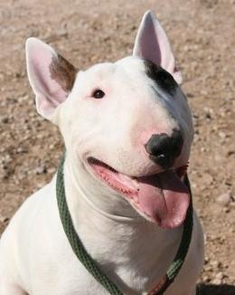 SE OFRECE BULL TERRIER PARA MONTA