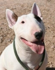 SE OFRECE BULL TERRIER PARA MONTA - mejor precio | unprecio.es