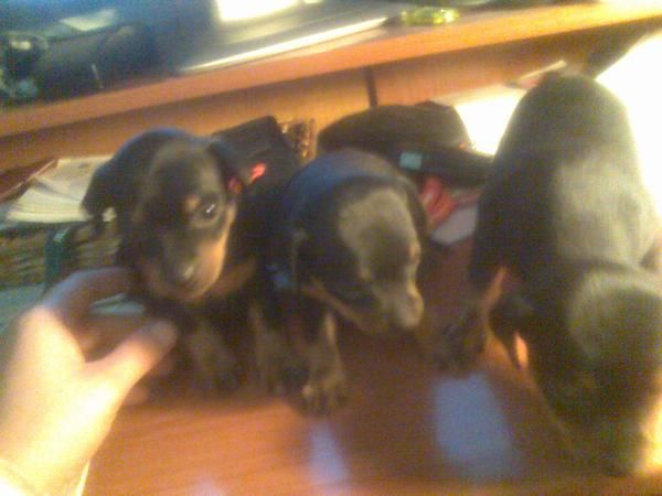 VENDO CACHORRITOS DE PINCHER ALEMAN