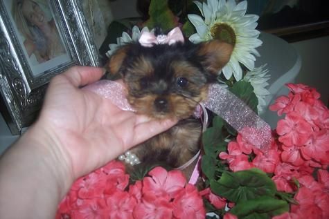 Yorkshire terrier enanos