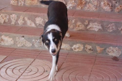 --ADOPTA A GALA-Preciosa x BORDER COLLIE