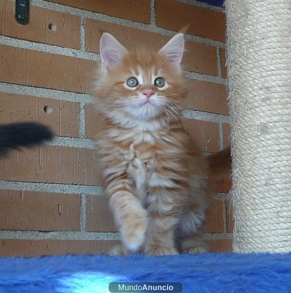 bellisimos maine coon