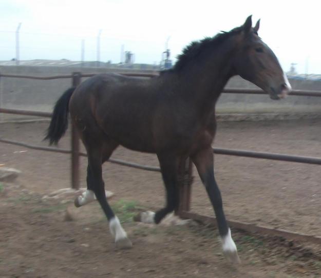 CABALLOS BAYONA -- POTRO LINEA TORERA