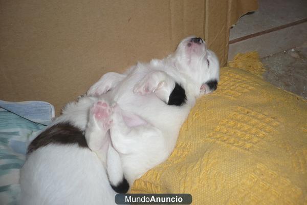 cachorros blancos