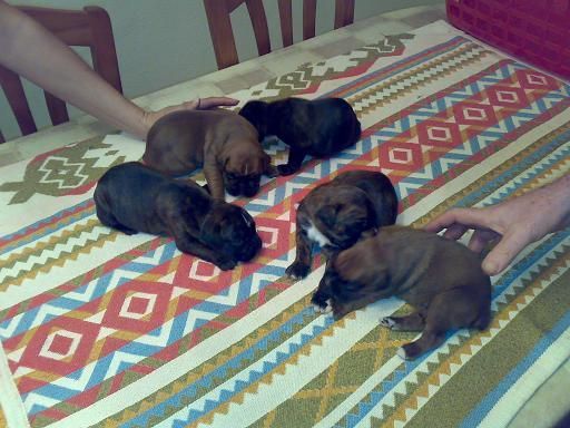 CACHORROS DE BOXER