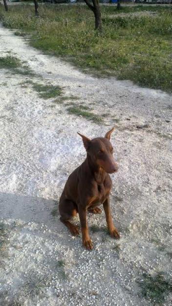 Cachorros Doberman