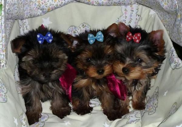 CACHORROS YORKSHIRE TERRIER A 400 EUROS TOY