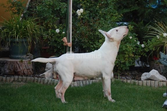 Camada de Bull terrier con pedigree loe