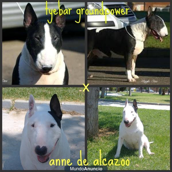 EXCELENTE CAMADA DE BULL TERRIER