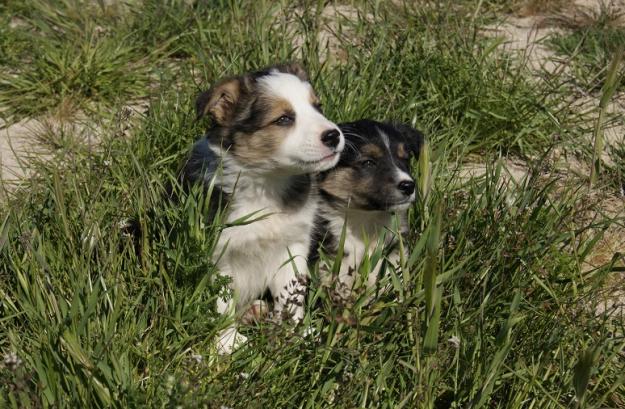 Nueva camada de Border Collie con pedigree