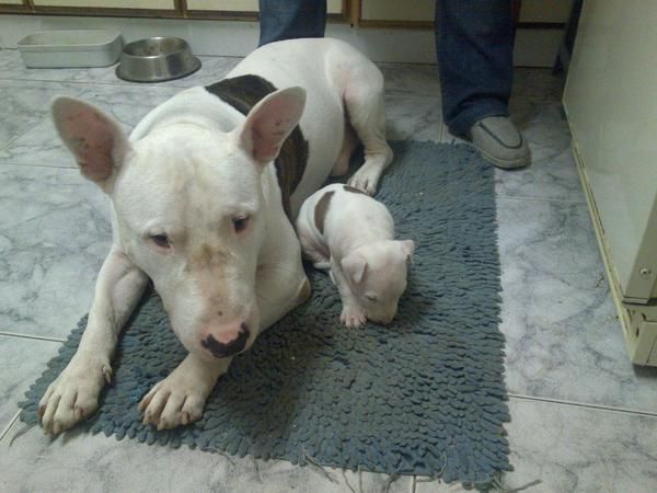 SE VENDE BULL TERRIER 1 MES Y MEDIO 500E