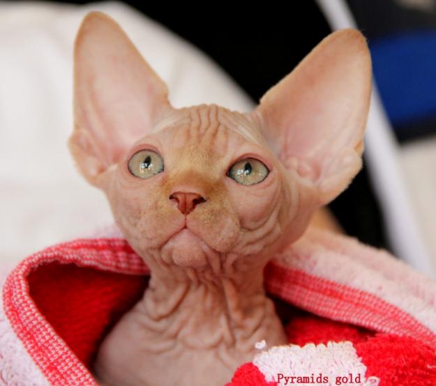 Sphynx gato sin pelo