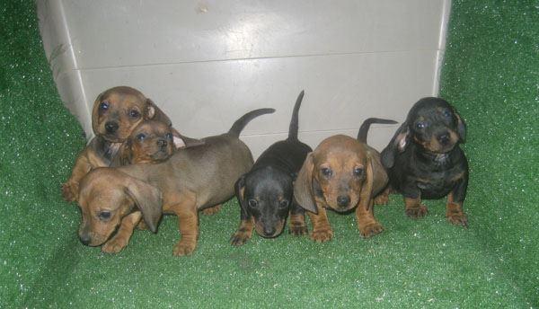 Teckels cachorros de pelo duro y pelo corto con pedigri.