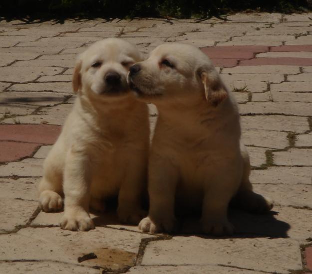 CACHORROS DE LABRADOR CREMA 500€