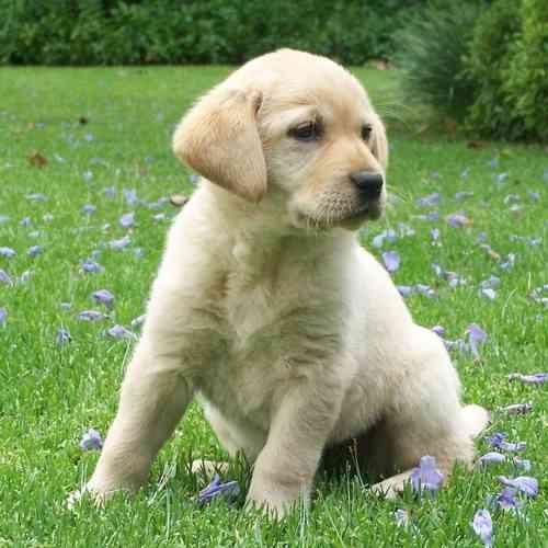 cachorros de LABRADOR RETRIEVER con PEDIGREE 360