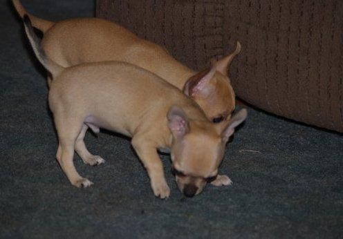 chihuahuas sorprendente para una familia perfecta