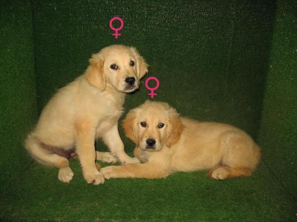 EXCELENTES GOLDEN RETRIEVER A 240 EUROS :)