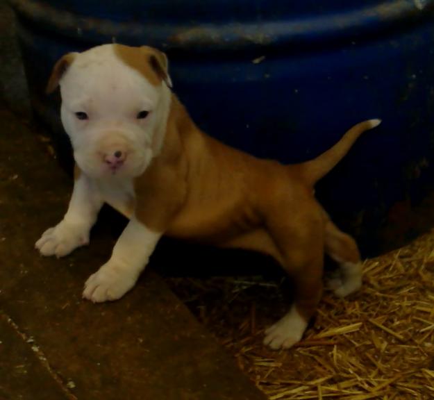 Pitbull descendientes de American Bully