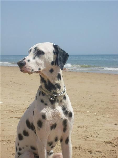 Se ofrece macho dalmata legítimo con 1 año para monta