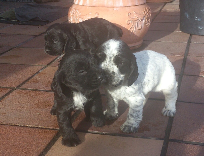 Vendo cachorros cocker negros asturias